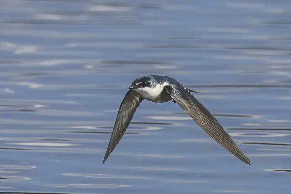 File:Mangrove swallow (Tachycineta albilinea) in flight Peten.jpg