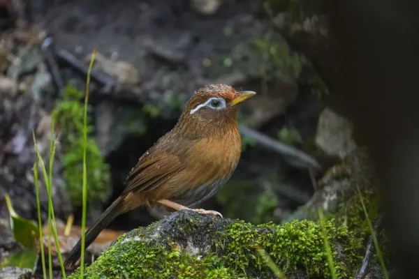 File:Garrulax canorus.jpg