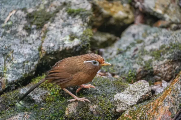 File:Garrulax canorus 01.jpg