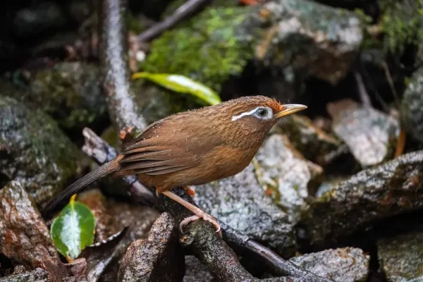 File:Garrulax canorus 02.jpg