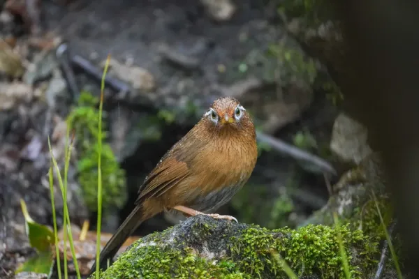 File:Garrulax canorus 04.jpg