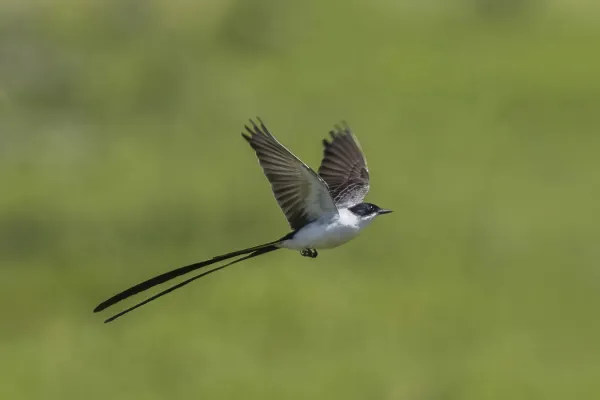 File:Fork-tailed flycatcher (Tyrannus savana monachus) in flight Cayo 2.jpg