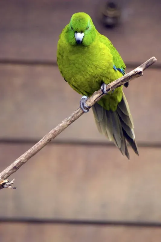 File:Cyanoramphus unicolor DT -NZ Auckland Zoo- (1) (20235784253).jpg