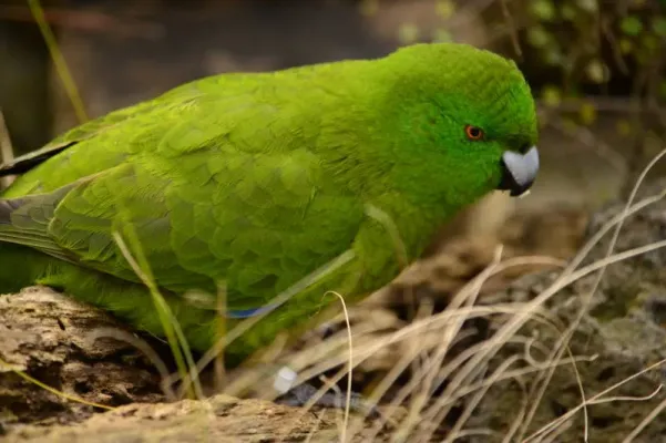 File:Cyanoramphus unicolor DT -NZ Auckland Zoo- (4) (20670033179).jpg