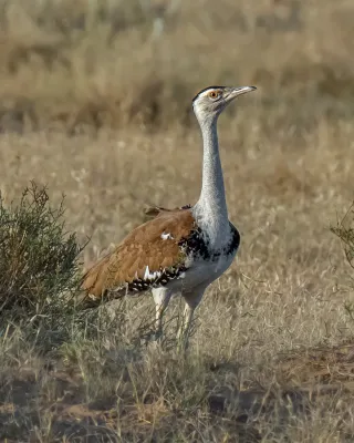 File:Ardeotis nigriceps, Desert National Park, Rajasthan, India 1.jpg