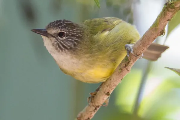 File:Heleia squamiceps 107806069.jpg