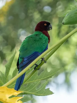 File:Prosopeia tabuensis 60382683.jpg