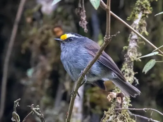 File:Silvicultrix frontalis Crowned Chat-Tyrant; Satipo Road, Junín, Peru.jpg