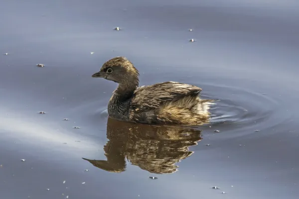 File:Pied-billed grebe (Podilymbus podiceps) non breeding Almoloya.jpg