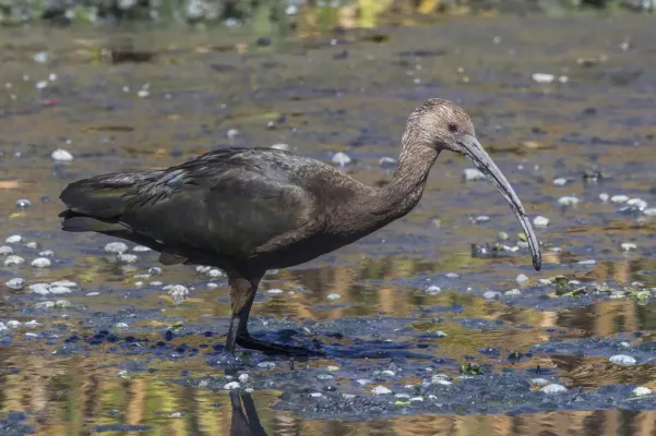 File:White-faced ibis (Plegadis Chihi) non breeding Almoloya.jpg