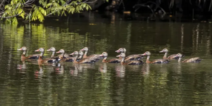 File:Black-bellied whistling-ducks (Dendrocygna autumnalis) Cayo.jpg