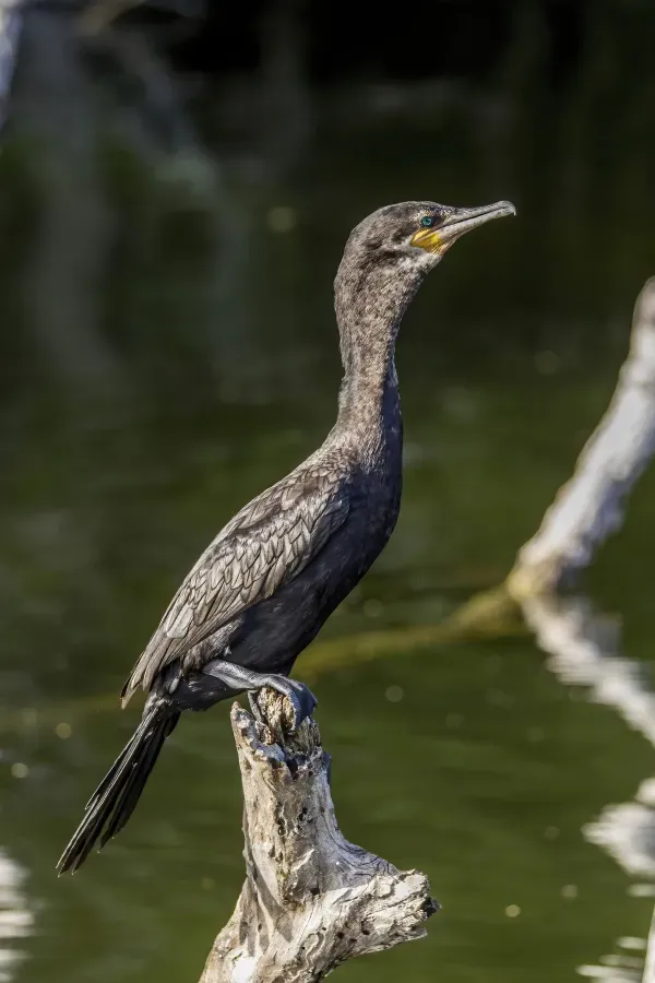 File:Neotropic cormorant (Nannopterum brasilianum mexicanum) Peten.jpg