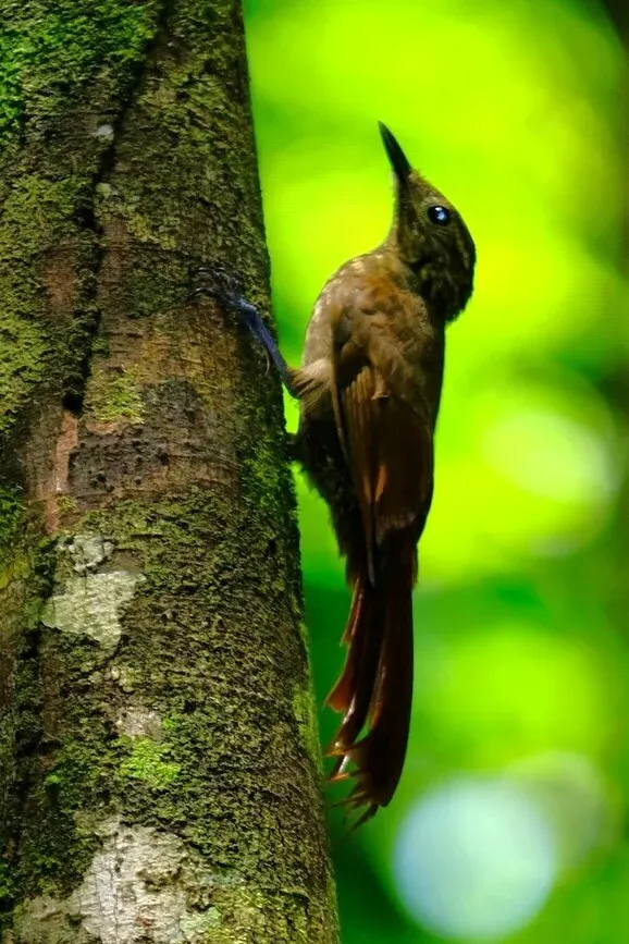File:Deconychura typica Little Long-tailed Woodcreeoer; Puntarenas, Costa Rica.jpg