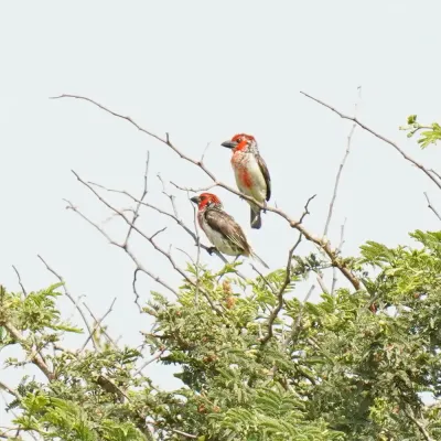 File:Lybius vieilloti 259200946.jpg