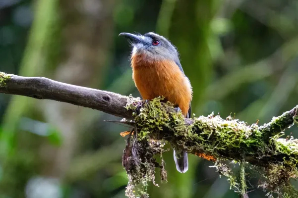 File:Hapaloptila castanea 111866201.jpg