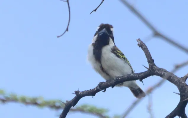 File:Tricholaema melanocephala 130990734.jpg