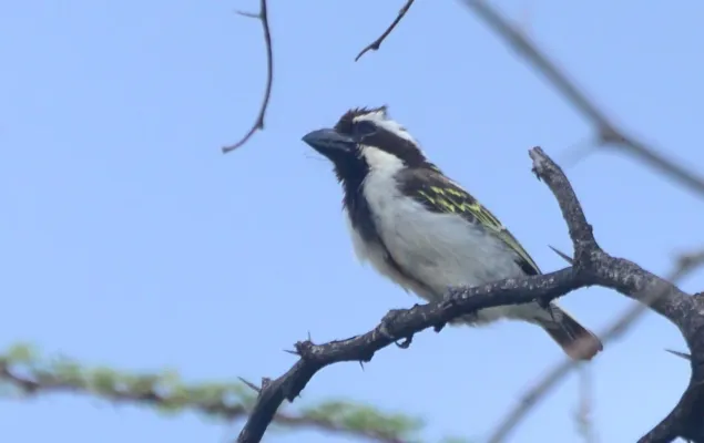 File:Tricholaema melanocephala 130990716.jpg
