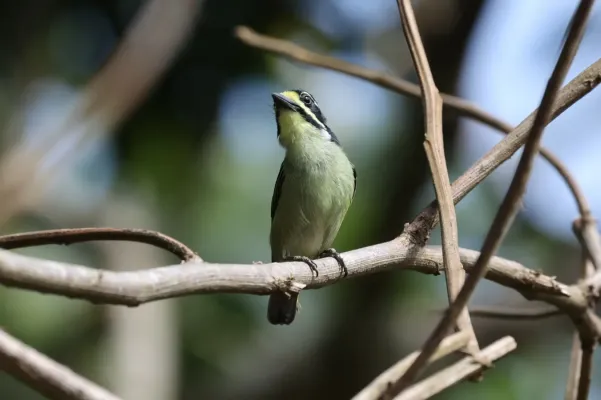 File:Pogoniulus subsulphureus 232779303.jpg