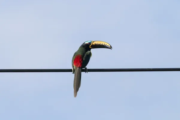 File:Pteroglossus inscriptus 113295824.jpg