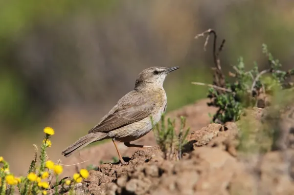 File:Anthus crenatus 93100925.jpg