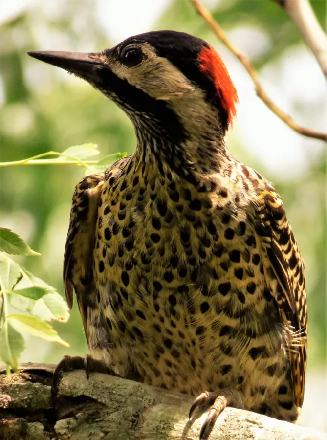 File:Carpintero nuca roja (Colaptes melanochloros), Artigas, Uruguay, 2016.jpg