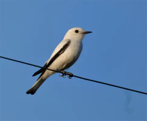 File:Viudita blanca chica (Xolmis irupero), Salto, Uruguay, 2022.jpg