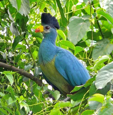 File:Great Blue Turaco (Corythaeola cristata) (6807900043), crop.jpg