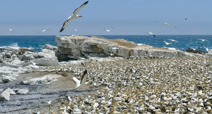 File:Cape Gannets (Morus capensis) breeding colony ... - 51737633964.jpg