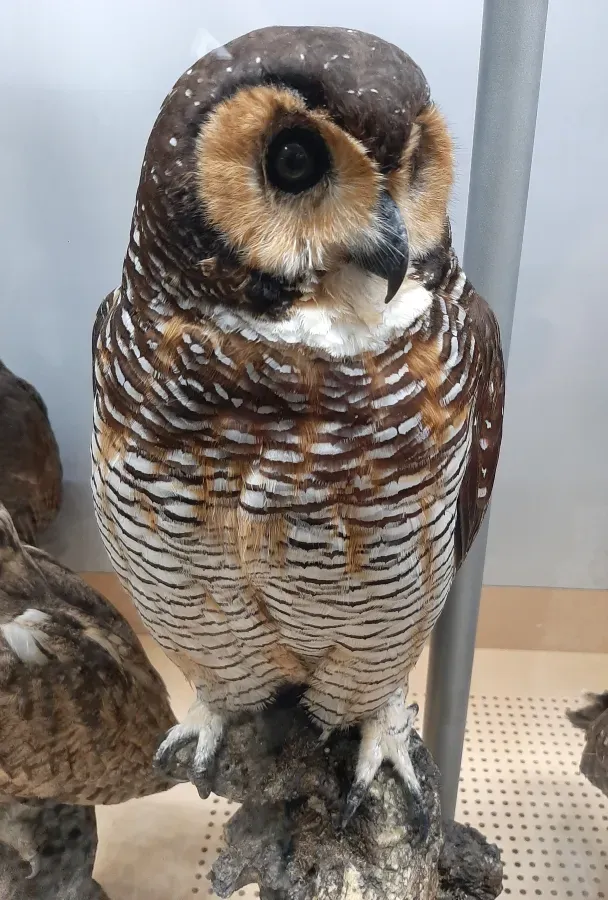 File:Allocco maculato asiatico (Strix seloputo).jpg