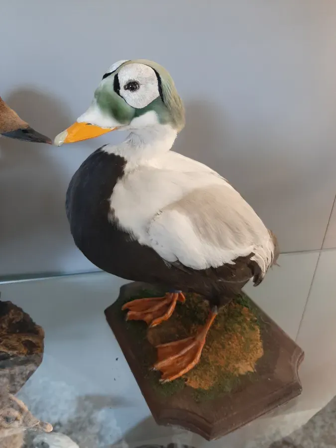 File:Edredone dagli occhiali (Somateria fischeri).jpg