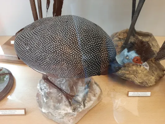 File:Faraona crestata (Guttera pucherani).jpg