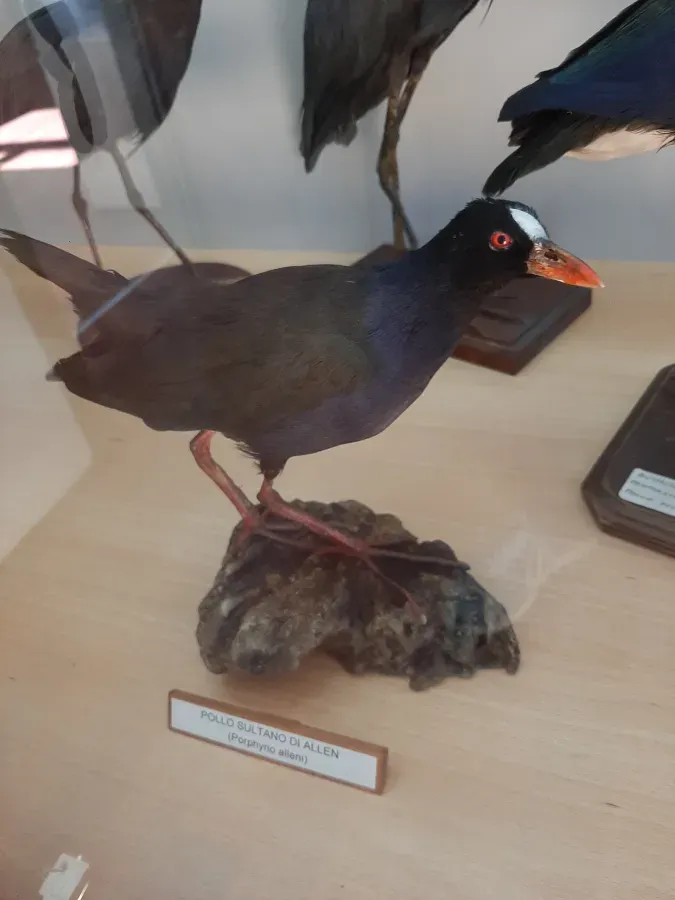 File:Pollo sultano di Allen (Porphyrio alleni).jpg