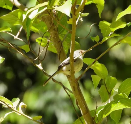 File:Artisornis moreaui 254029546.jpg