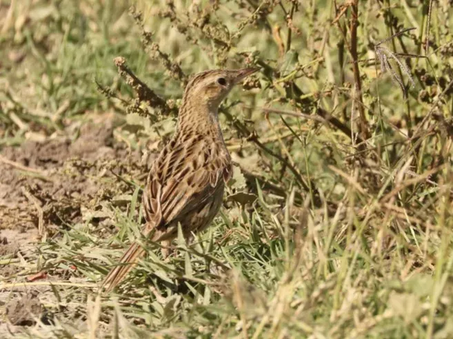 File:Asthenes hudsoni Hudson's Canastero; Dolores, Buenos Aires, Argentina.jpg