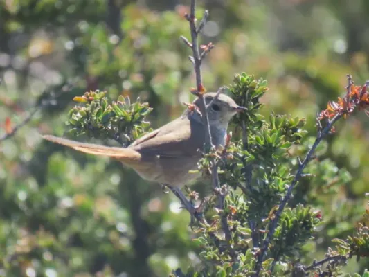 File:Asthenes pyrrholeuca Sharp-billed Canastero; Huiliches, Neuquén, Argentina.jpg