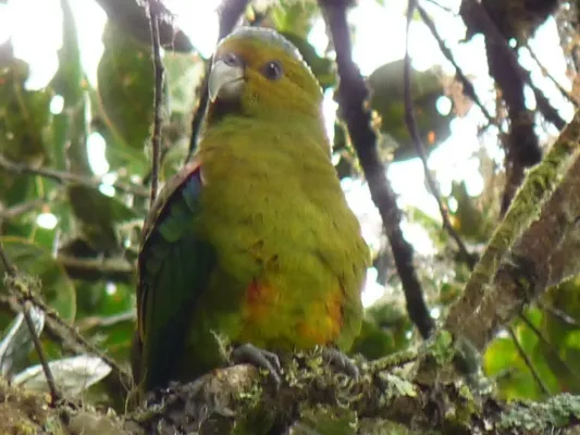 File:Hapalopsittaca fuertesi 29051448.jpg
