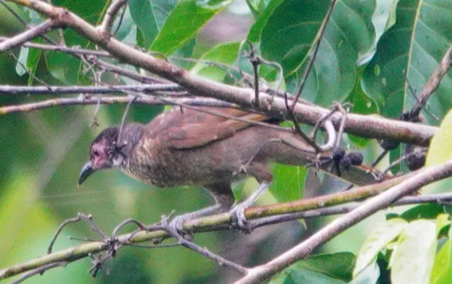 File:Philemon fuscicapillus 246520844.jpg