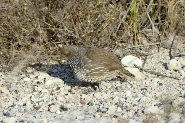 File:Callipepla squamata squamata, Charcas, San Luis Potosí, Mexico 1.jpg