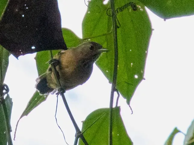 File:Epinecrophylla spodionota Foothill Antwren; Oxapampa, Pasco, Peru.jpg