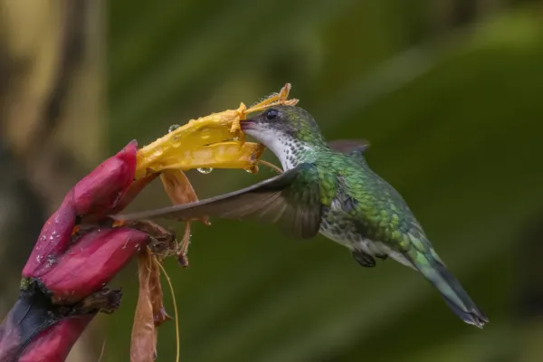 File:Red-billed streamertail (Trochilus polytmus) female in flight 3.jpg