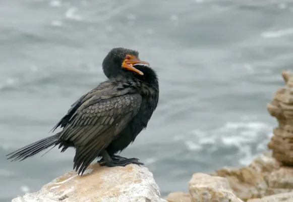 File:Crowned Cormorant (Microcarbo coronatus).jpg