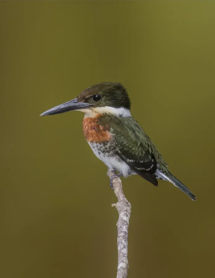 File:Green kingfisher (Chloroceryle americana septentrionalis) male 2.jpg