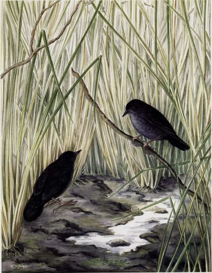 File:Scytalopus iraiensis, Diana Carneiro Marques.jpg