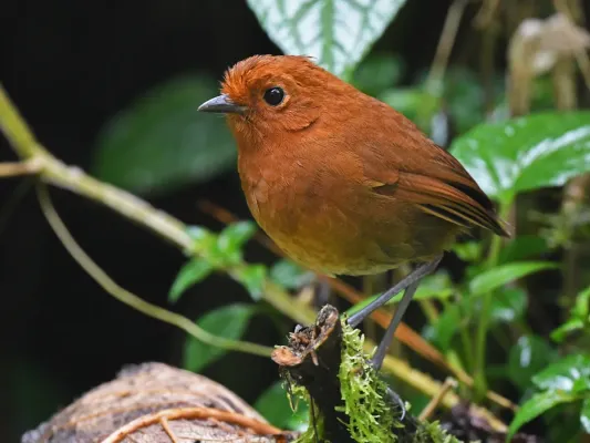 File:Grallaria alvarezi Chamí Antpitta; Riosucio, Caldas, Colombia.jpg