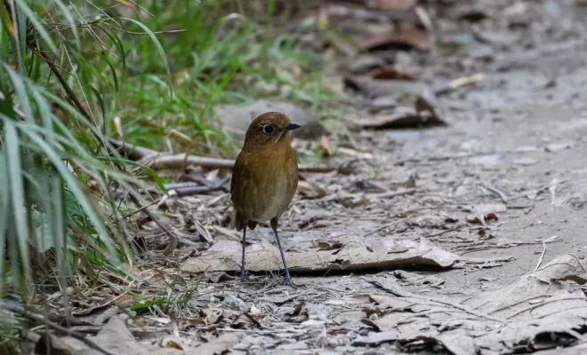 File:Grallaria spatiator Sierra Nevada Antipitta; Santa Marta, Colombia.jpg