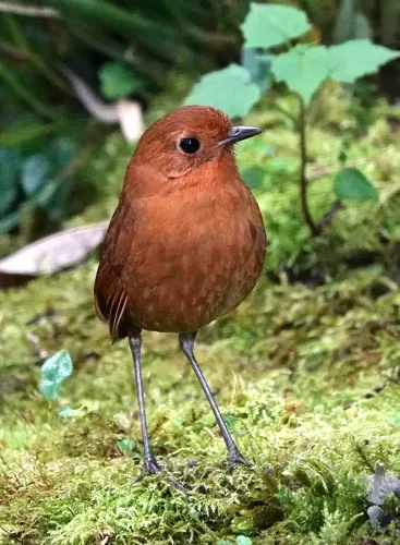 File:Grallaria saturata Equatorial Antpitta; Manizales, Caldas, Colombia.jpg
