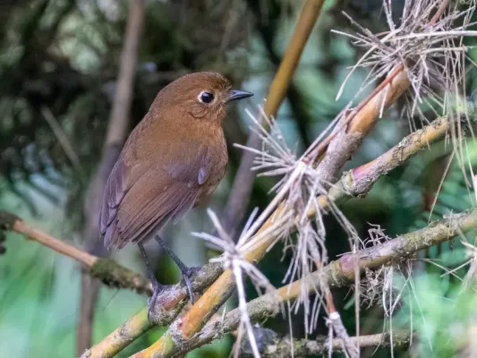 File:Grallaria obscura Junin Antpitta; Junín, Peru.jpg