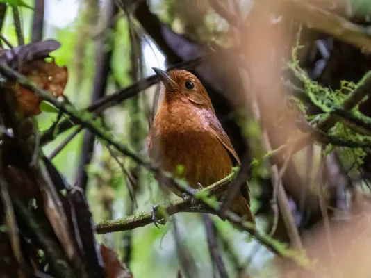 File:Grallaria centralis Oxapampa Antipitta; Mariposa, Junín, Peru.jpg