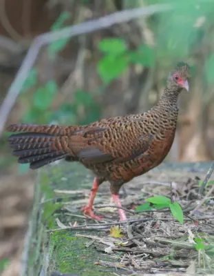 File:Red spurfowl ,Galloperdix spadicea.jpg