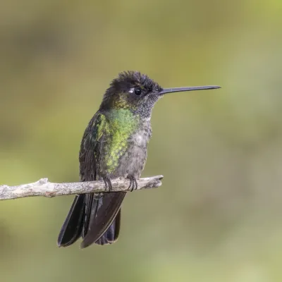 File:Talamanca hummingbird (Eugenes spectabilis) male 4.jpg